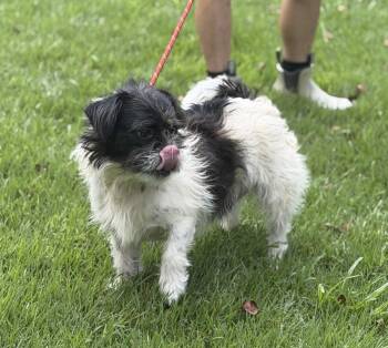 PITA -  Shih Tzu and Brussels Griffon Dog for Adoption in Locust Fork, Alabama - PITA | PetCurious