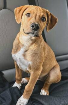 Ollie -  Labrador Retriever Dog for Adoption in Manchester, Connecticut - Ollie | PetCurious