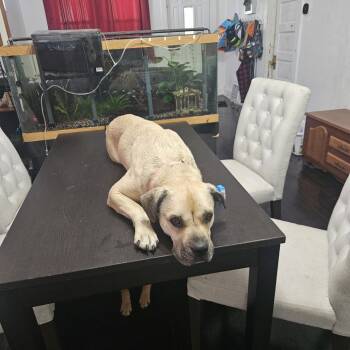 Rescue Mixed Breed Dogs for Adoption in Buffalo, Minnesota - Darnell | PetCurious