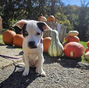 Rescue Mixed Breed Dogs for Adoption in Irwin, Pennsylvania - Rory | PetCurious