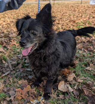 Rescue Chiweenie Dogs for Adoption in Parsons, Kansas - Louis | PetCurious