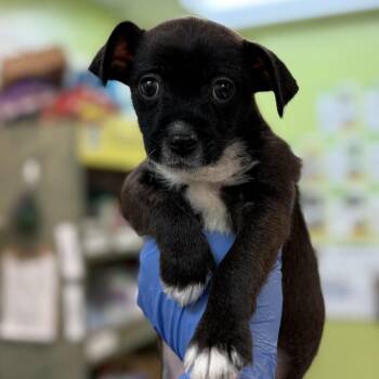 Chihuahua Dogs Available for Adoption in Lynchburg, Virginia - Lyonsite | PetCurious