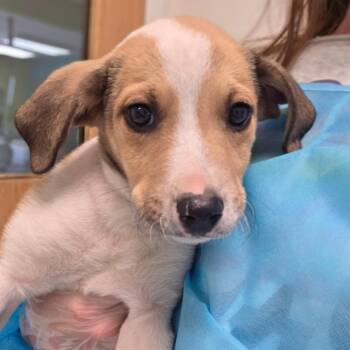 Cinnamon Twist -  Mixed Breed Dog for Adoption in Charleston, West Virginia - Cinnamon Twist | PetCurious