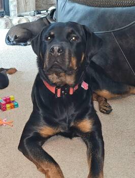 Rottweiler Dogs Available for Adoption in Milwaukee, Wisconsin - Josie *Courtesy Cupid* | PetCurious