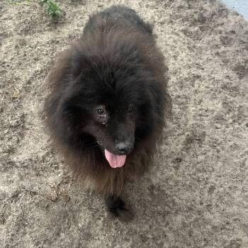 Rescue Siberian Husky Dogs for Adoption in Eloise, Florida - Fluffy & Mathers | PetCurious