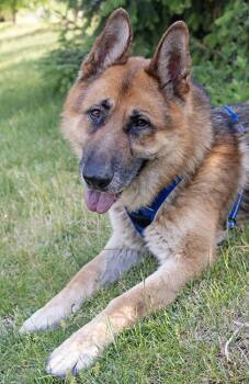 Kyrie -  German Shepherd Dog Dog for Adoption in Chicago, Illinois - Kyrie | PetCurious