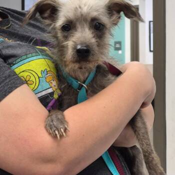 Dryer Lint -  Chinese Crested Dog and Terrier Dog for Adoption in Hattiesburg, Mississippi - Dryer Lint | PetCurious
