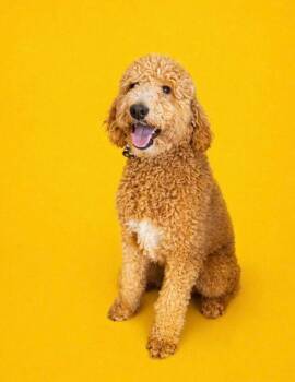 Standard Poodle and Golden Retriever Dogs Available for Adoption - Fletcher Reed | PetCurious