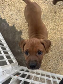 Rhodesian Ridgeback and Mixed Breed Dogs Available for Adoption - Pink | PetCurious
