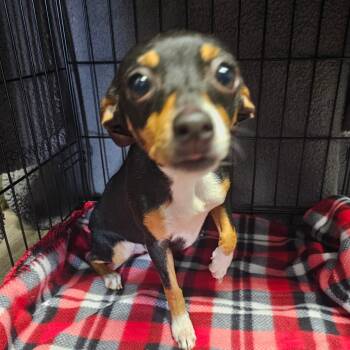 Chihuahua Dogs Available for Adoption - Giselle | PetCurious