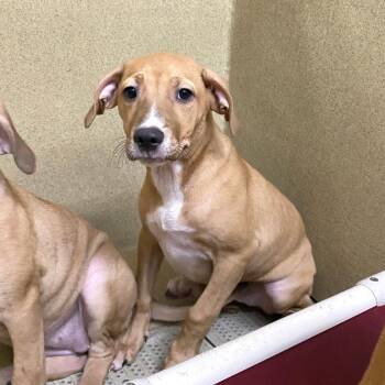Gina -  Labrador Retriever and Coonhound Dog for Adoption in Monroe, Georgia - Gina | PetCurious