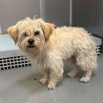 Geraldo -  Terrier Dog for Adoption in Des Moines, Iowa - Geraldo | PetCurious
