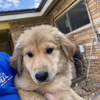 Bridget -  Anatolian Shepherd Dog for Adoption in Stilwell, Oklahoma - Bridget | PetCurious