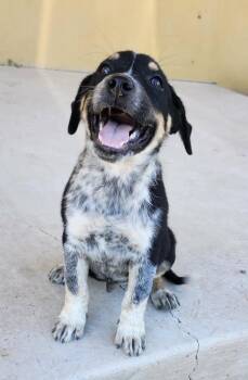 Simon -  Australian Cattle Dog Blue Heeler Dog for Adoption in Carver, Massachusetts - Simon | PetCurious