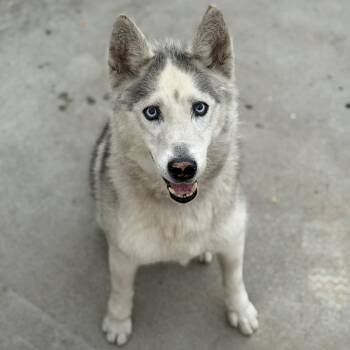 Zazu -  Husky Dog for Adoption in Pasadena, California - Zazu | PetCurious
