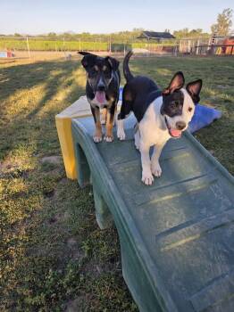 Okapi -  Pit Bull Terrier and Australian Cattle Dog Blue Heeler Dog for Adoption in Santa Rosa, California - Okapi | PetCurious