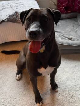 Dolly -  Black Labrador Retriever Dog for Adoption in Wayne, New Jersey - Dolly | PetCurious
