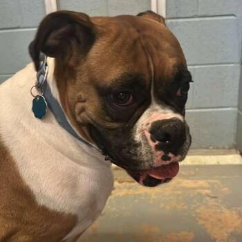 Earth -  Mixed Breed Dog for Adoption in Gadsden, Alabama - Earth | PetCurious