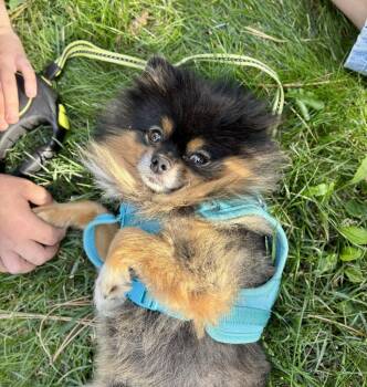 Morgan -  Pomeranian Dog for Adoption in Thompson Falls, Montana - Morgan | PetCurious