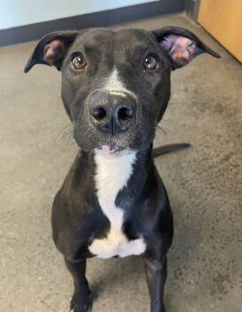 Rescue Mixed Breed Dogs for Adoption in Mishawaka, Indiana - Magic | PetCurious