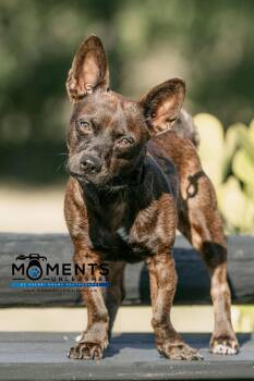 Rescue Chihuahua Dogs for Adoption - Sparrow | PetCurious