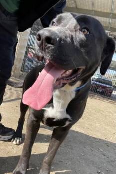 Labrador Retriever Dogs Available for Adoption - ERNIE | PetCurious