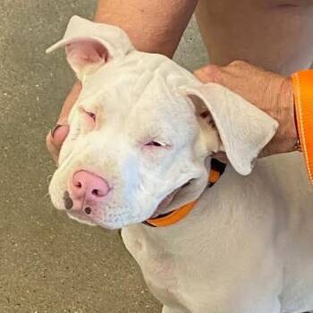 American Bulldog Dogs Available for Adoption in Marshall, Texas - Healey | PetCurious