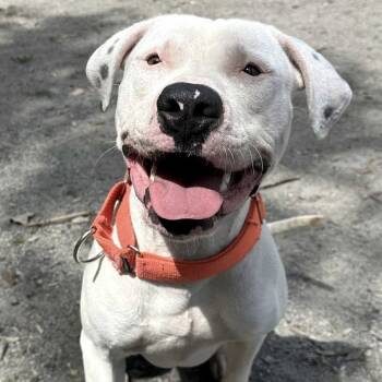 Rescue Mixed Breed Dogs for Adoption in Sunderland, Ontario - Hitchy | PetCurious