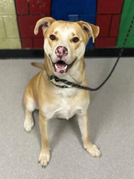Labrador Retriever Dogs Available for Adoption in Indianapolis, Indiana - KOA | PetCurious