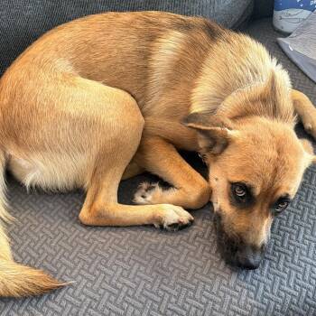 Black Mouth Cur Dogs Available for Adoption in Austin, Texas - Fia | PetCurious