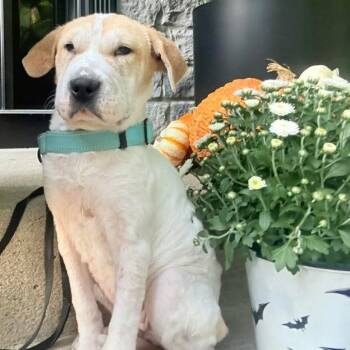 Rescue Mixed Breed Dogs for Adoption in Fredericksburg, Virginia - Diamond In The Rough | PetCurious