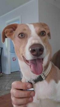 Nina -  Beagle and Australian Shepherd Dog for Adoption in Gum Spring, Virginia - Nina | PetCurious