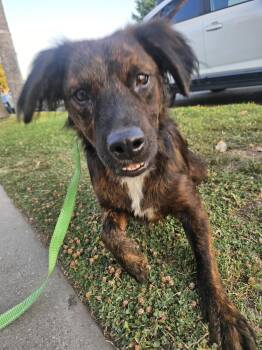 Rescue Border Collie Dogs for Adoption - Tiger | PetCurious