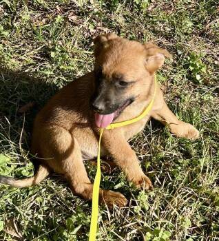 Rescue German Shepherd Dog Dogs for Adoption in Glocester, Rhode Island - Ruffles | PetCurious