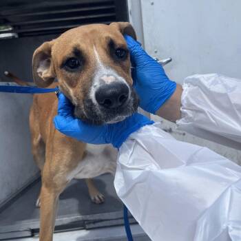 Burr -  Boxer and Mixed Breed Dog for Adoption in Edinburg, Texas - Burr | PetCurious
