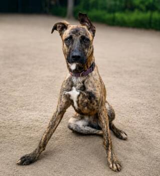 Scarlet -  Mixed Breed Dog for Adoption in Lindenhurst, New York - Scarlet | PetCurious