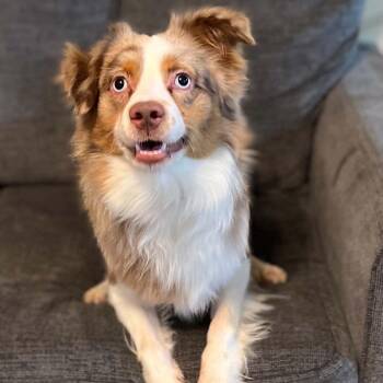 Arlo -  Australian Shepherd Dog for Adoption in Tylertown, Mississippi - Arlo | PetCurious