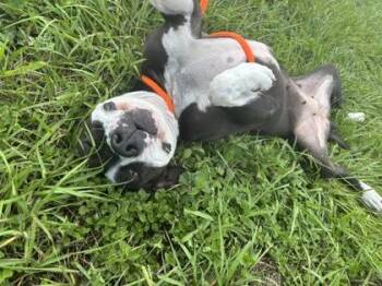 Zoe -  Pit Bull Terrier and Mixed Breed Dog for Adoption in New Orleans, Louisiana - Zoe | PetCurious