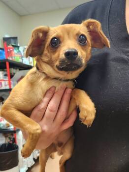 Rescue Chihuahua Dogs for Adoption in Kennewick, Washington - Bones | PetCurious