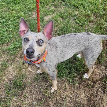 Tia -  Terrier and Mixed Breed Dog for Adoption in Dover, New Hampshire - Tia | PetCurious