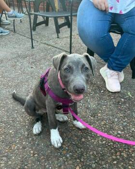 Maggie -  Mixed Breed Dog for Adoption in Manhattan, Kansas - Maggie | PetCurious