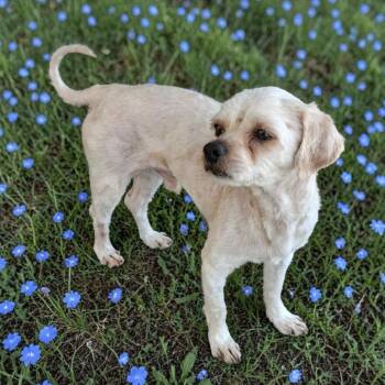 Maltese and Pug Dogs Available for Adoption in San Diego, California - Snookie | PetCurious