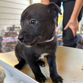 NY Flying Fox avail Oct 31 (Tractor Supply Patterson NY) -  Australian Cattle Dog Blue Heeler and Labrador Retriever Dog for Adoption in Eastford, Connecticut - NY Flying Fox Avail Oct 31 (Tractor Supply Patterson NY) | PetCurious