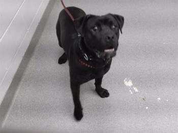 CHADOW -  Boxer and Mixed Breed Dog for Adoption in Omaha, Nebraska - CHADOW | PetCurious