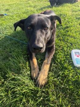 A375578 -  German Shepherd Dog and Australian Cattle Dog Blue Heeler Dog for Adoption in Stockton, California - A375578 | PetCurious