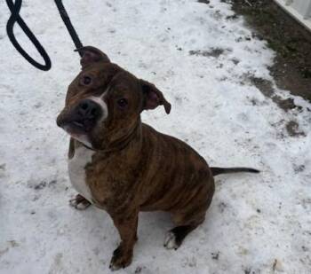 Pit Bull Terrier Dogs Available for Adoption - Diesel | PetCurious