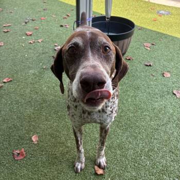 Lottery (Lincoln) -  German Shorthaired Pointer Dog for Adoption in Greensboro, North Carolina - Lottery (Lincoln) | PetCurious