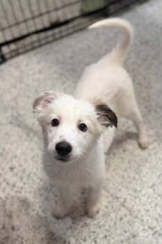Le Toot -  Retriever and Australian Shepherd Dog for Adoption in Fort Lupton, Colorado - Le Toot | PetCurious