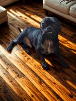 Rescue Pug and Chihuahua Dogs for Adoption in Camp Pendleton North, California - Zander | PetCurious