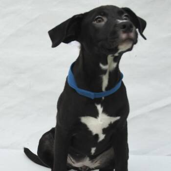 Labrador Retriever and Mixed Breed Dogs Available for Adoption in South Elgin, Illinois - Whisper | PetCurious